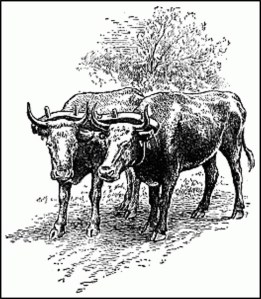 Oxen